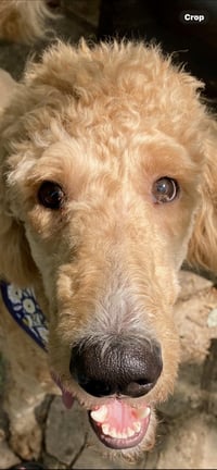Bentley - Photo 3