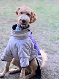 Bentley - Photo 2