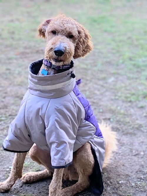 BENTLEY - Poodle (Standard) / Labrador Retriever available for adoption