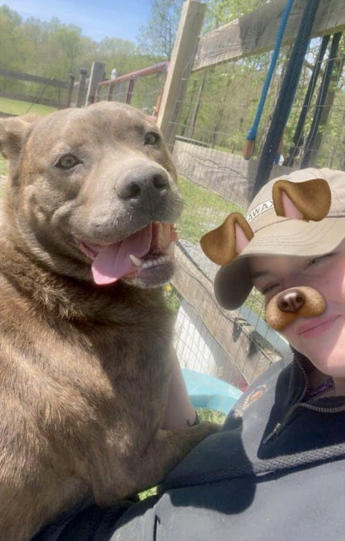 RIGBY - Mastiff / Chow Chow available for adoption