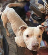 Buddy - NEEDS A FOSTER HOME RIGHT NOW!!! - Photo 2