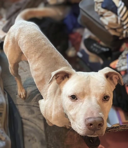BUDDY - NEEDS A FOSTER HOME RIGHT NOW!!! - Staffordshire Bull Terrier available for adoption