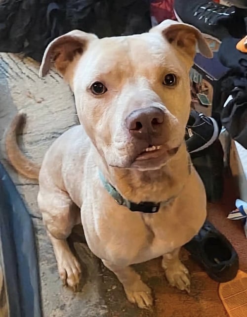 BUDDY - NEEDS A FOSTER HOME RIGHT NOW!!! - Staffordshire Bull Terrier for adoption in Knoxville