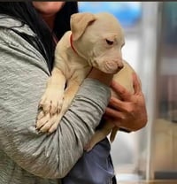 Buddy - NEEDS A FOSTER HOME RIGHT NOW!!! - Photo 4