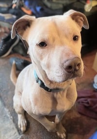 Buddy - NEEDS A FOSTER HOME RIGHT NOW!!! - Photo 3