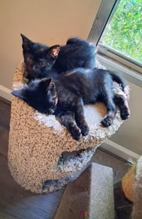 Cecil & Ernest - Photo 4