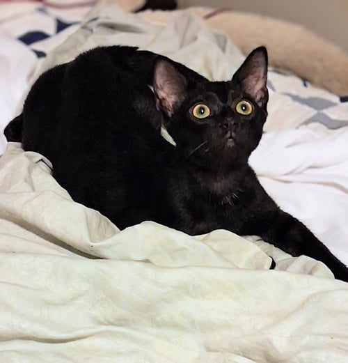 CECIL & ERNEST - Bombay for adoption in Knoxville