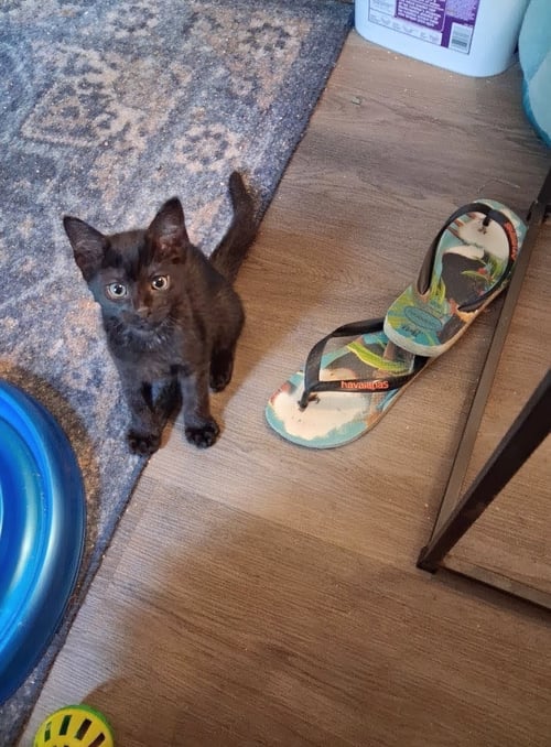 CECIL & ERNEST - Bombay available for adoption