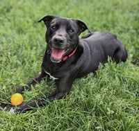 Bruce - Photo 1