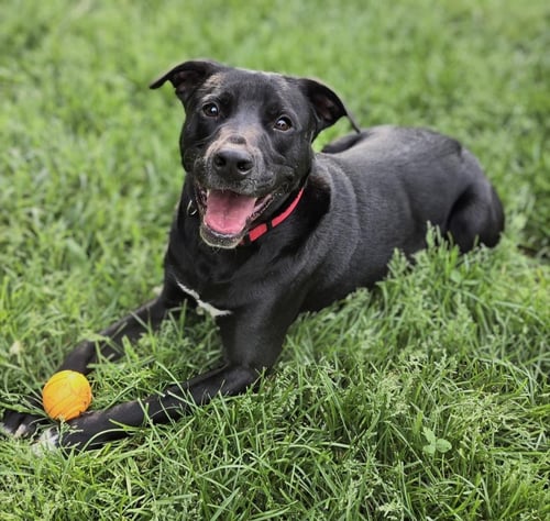BRUCE - Labrador Retriever for adoption in Knoxville