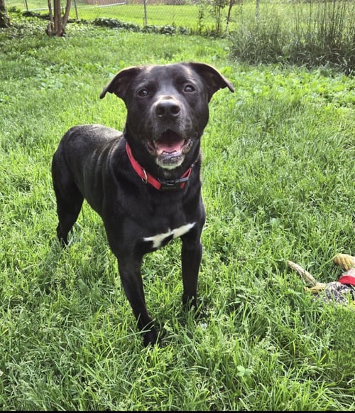BRUCE - Labrador Retriever available for adoption