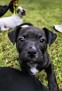 Roscoe - UP & COMING!!! - Photo 2