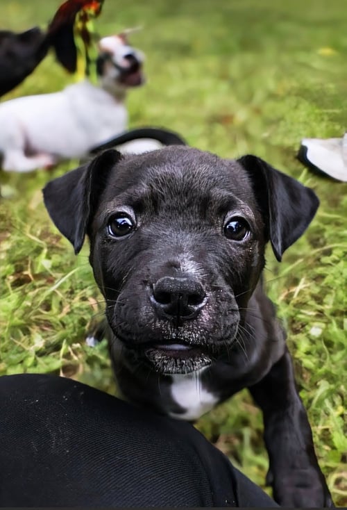 ROSCOE - UP & COMING!!! - Staffordshire Bull Terrier available for adoption