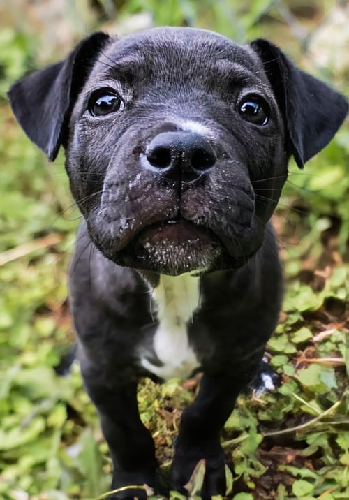 ROSCOE - UP & COMING!!! - Staffordshire Bull Terrier for adoption in Knoxville