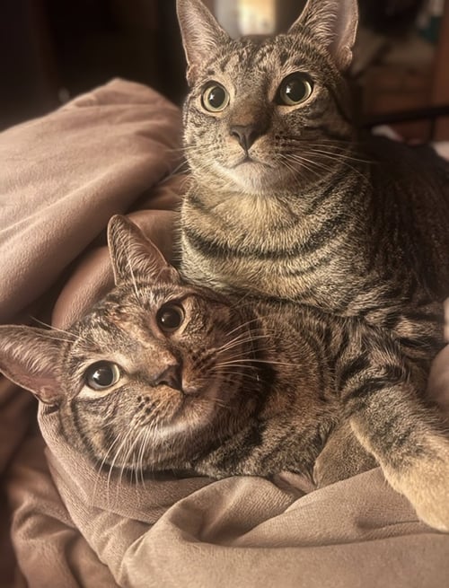 HOWL & PRINCESS MONONOKE - Tabby / Domestic Short Hair available for adoption