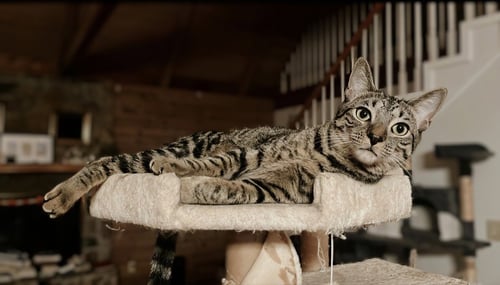 HOWL & PRINCESS MONONOKE - Tabby / Domestic Short Hair available for adoption
