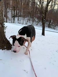 Harley - Photo 4