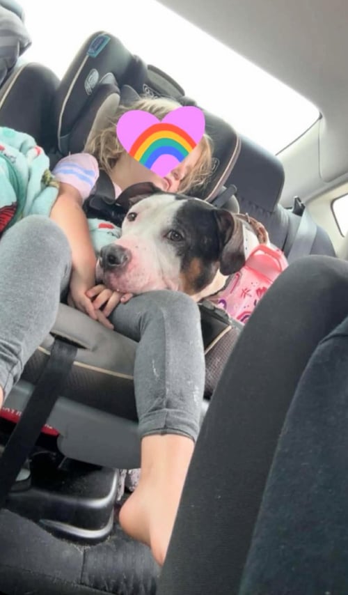 HARLEY - Staffordshire Bull Terrier available for adoption