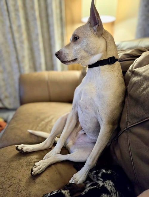 GUNNAR - Terrier available for adoption