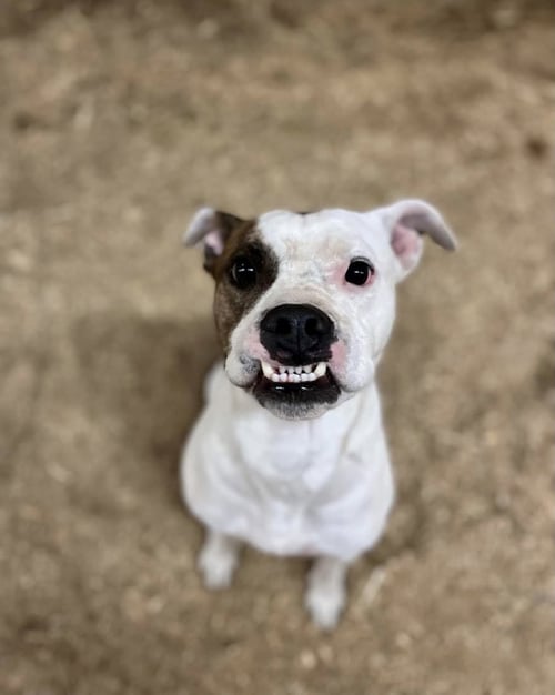 POE - Boxer / Staffordshire Bull Terrier available for adoption