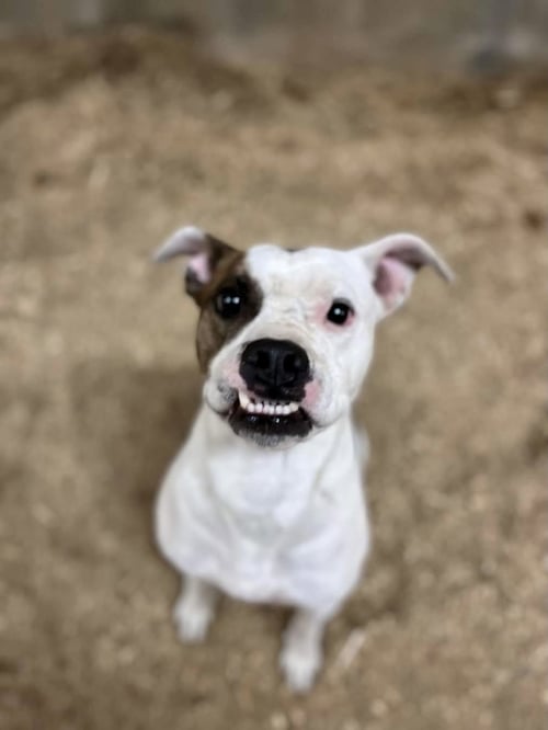 POE - Boxer / Staffordshire Bull Terrier available for adoption