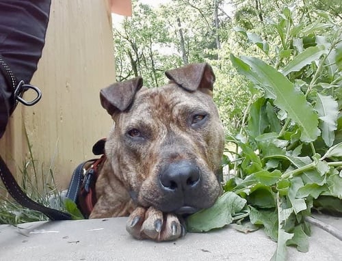 HERMAN - Spanish Mastiff / Terrier available for adoption