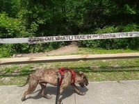Herman - Photo 4