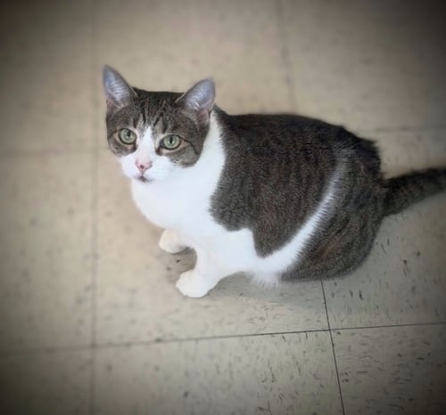 MS. SASHA & MR. T - EXTREMELY URGENT!!! - Tabby / Domestic Short Hair available for adoption