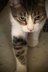 Ms. Sasha & Mr. T - EXTREMELY URGENT!!! - Photo 2