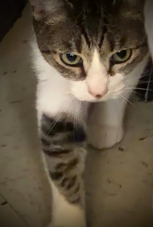 MS. SASHA & MR. T - EXTREMELY URGENT!!! - Tabby / Domestic Short Hair available for adoption