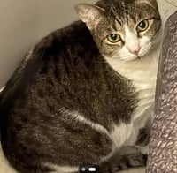 Ms. Sasha & Mr. T - EXTREMELY URGENT!!! - Photo 3
