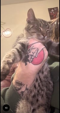 Mr. Kitty - HOME OR FOSTER HOME URGENTLY NEEDED!!! - Photo 4