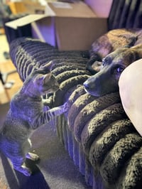 Mr. Kitty - HOME OR FOSTER HOME URGENTLY NEEDED!!! - Photo 3