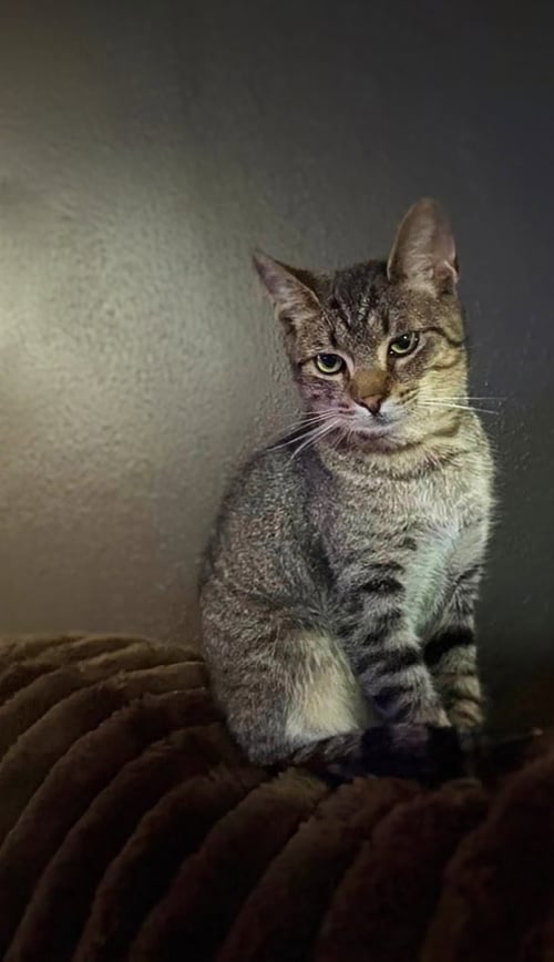 MR. KITTY - HOME OR FOSTER HOME URGENTLY NEEDED!!! - Tabby available for adoption