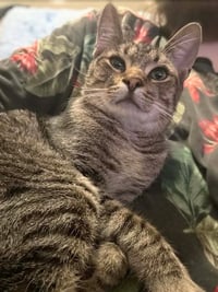 Mr. Kitty - HOME OR FOSTER HOME URGENTLY NEEDED!!! - Photo 1