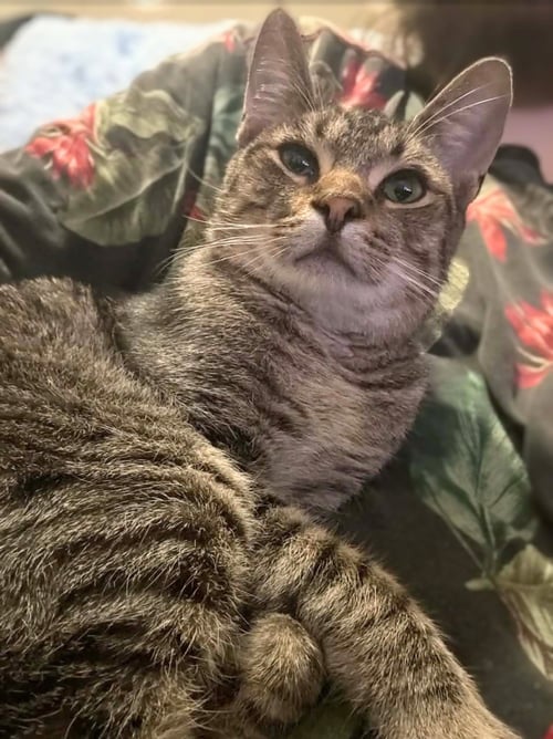 MR. KITTY - HOME OR FOSTER HOME URGENTLY NEEDED!!! - Tabby available for adoption