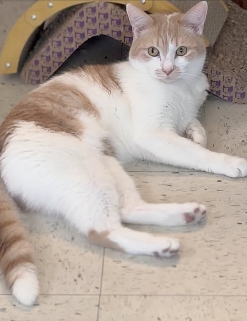 MR. T & MS. SASHA - EXTREMELY URGENT!!! - Domestic Short Hair available for adoption