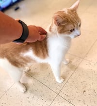 Mr. T & Ms. Sasha - EXTREMELY URGENT!!! - Photo 2
