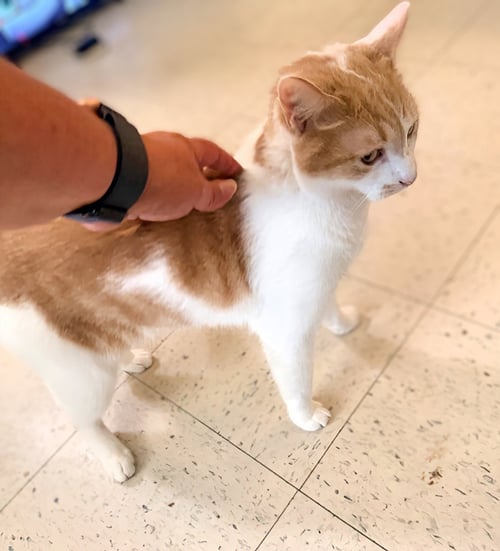 MR. T & MS. SASHA - EXTREMELY URGENT!!! - Domestic Short Hair available for adoption