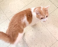 Mr. T & Ms. Sasha - EXTREMELY URGENT!!! - Photo 3
