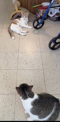 Mr. T & Ms. Sasha - EXTREMELY URGENT!!! - Photo 4
