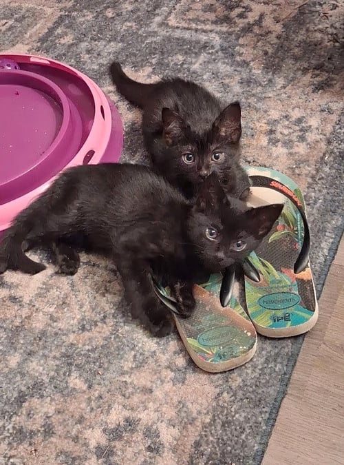 ERNEST & CECIL - Bombay available for adoption