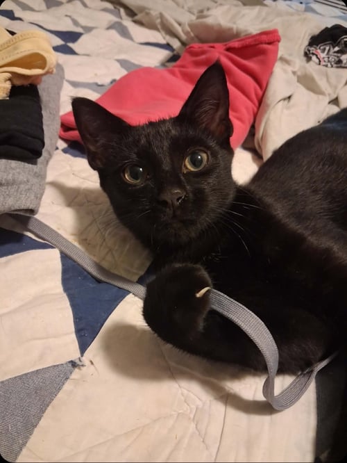 ERNEST & CECIL - Bombay for adoption in Knoxville