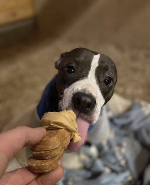 LILLY - Staffordshire Bull Terrier available for adoption