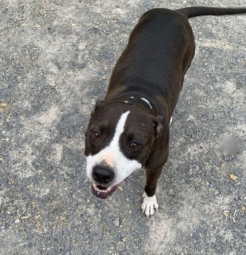 LILLY - Staffordshire Bull Terrier available for adoption