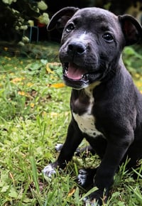 Belle - UP & COMING!!! - Photo 1