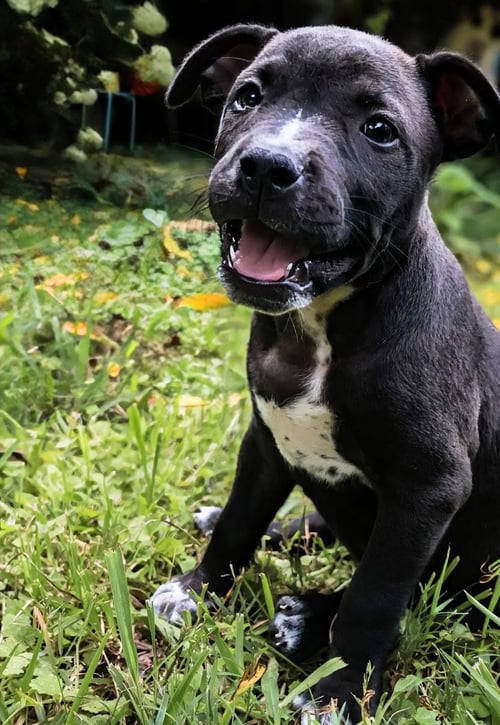 BELLE - UP & COMING!!! - Staffordshire Bull Terrier for adoption in Knoxville