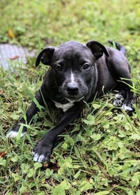 Belle - UP & COMING!!! - Photo 2