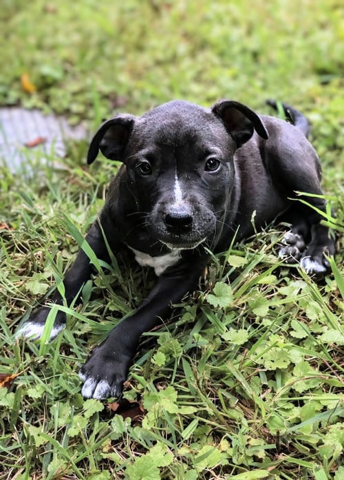 BELLE - UP & COMING!!! - Staffordshire Bull Terrier available for adoption