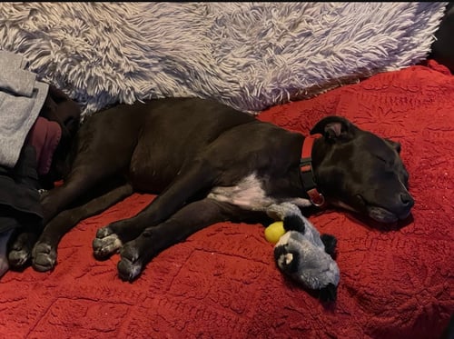 BELLE - Staffordshire Bull Terrier available for adoption